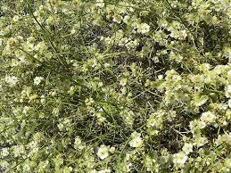 Image result for Humularia pseudo aeschynomene