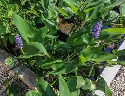 Image result for Pontederia