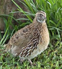 Image result for quail