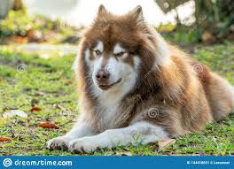 Las carreras de trineo con perros de iditarod son el evento invernal más popular de alaska. Un Perro Marron Del Malamute De Alaska Con La Cara De Engano Imagen De Archivo Imagen De Perro Lindo 144418651