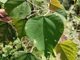 Image result for Macaranga spinosa