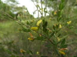Image result for Crotalaria caudata