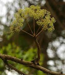 Steganotaenia Araliacea Carrot Tree Geelwortelboom S A No 569 Species Flora Tree