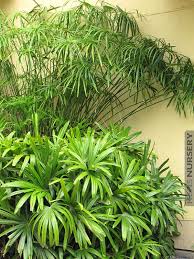 Image result for Cyperus sp.no.10