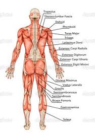 There are three sets of longissimus muscles: Fy 8134 Of The Torso Diagram Muscles Of The Torso Human Anatomy Diagram Download Diagram