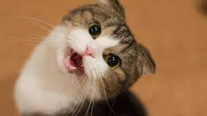 Funny Cats Video Cute Cat Meowing Loudly Sound Effect Compilation 1 Gatos