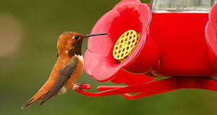 Comment Faire Le Meilleur Nectar A Colibri Maison 2 Ingredients Recipe How To Attract Hummingbirds Hummingbirds Photography Hummingbird Nectar