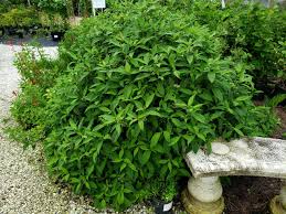 Image result for Coffea schliebenii
