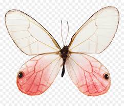Check spelling or type a new query. Butterfly Aesthetic Png Download Butterfly Aesthetic Png Transparent Png Vhv