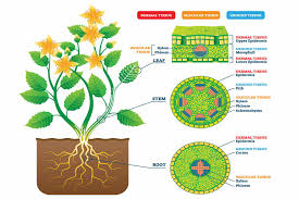 Maybe you would like to learn more about one of these? Plant Tissues Biology Quizizz