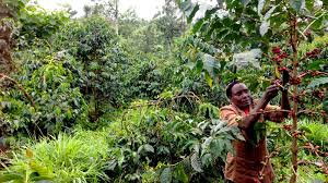 Traditionally kenya has been an agricultural country with tea and coffee plantations forming its major cash crops. Origins Kenya Coffee Blue Bottle Coffee Lab