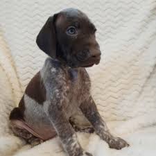 hope german shorthaired pointer puppy