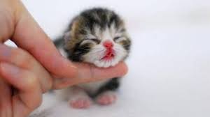 Download cute cat stock photos. Awwww Sooooooooooo Cute Kittens Youtube