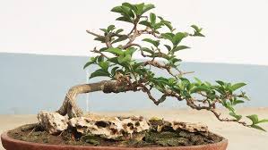 Image result for Premna hans-joachimii