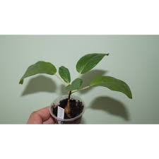 Image result for Ficus stuhlmannii
