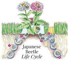 Your Guide To Japanese Beetles Japanese Beetles Japanese Beetle Grubs Garden Pests