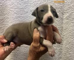 We appreciate that people enjoy our photography, but please be kind, do not steal. Premium Pure Breed Italian Greyhound Puppies From Professional Registered Breeder Members Of And Registered With The Australian National Kennel Council Ankc