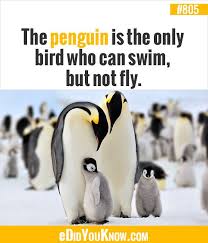 Birds That Look Like Penguins But Fly The Penguin Is The Only Bird Who Can Swim But Not Fly Http Edidyouknow Com Did You Know 805 Unbelievable Facts Fun Facts About Penguins Did You Know Facts