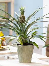 Ananas Comosus Champaca Ornamental Pineapple Eatable Live Plant Pineapple Planting Growing Vegetables Plants