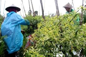 Daun kuning pada cabai disertai rontok? Virus Kuning Desa Kampungbaru Puncu