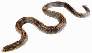 Перевод слова snake, американское и британское произношение, транскрипция, словосочетания, однокоренные слова, примеры использования. 3 New Snakes Found One Named For Underworld Monster