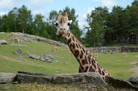 For the moment we don't have any english translation of the site. Boras Djurpark Bild Von Boras Djurpark Boras Tripadvisor