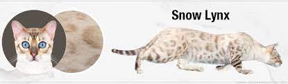 The bengal cat can have 2 different patterns: Bengal Cat Colors And Patterns Visual Guide