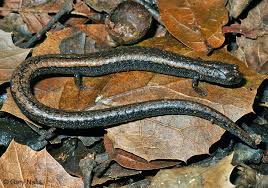 Image result for Leucas calamostachys