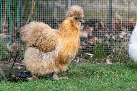 Months old white silkie is seen during national poultry show in izmir, turkey on december 13, 2018. Complete Silkie Chicken Guide Eggs Colors And More Chickens And More