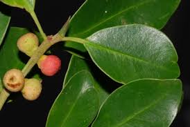 Image result for Fuirena microcarpa