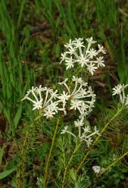 Image result for Gnidia chrysantha