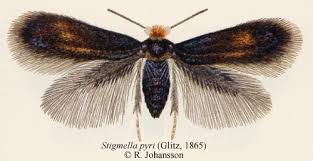 Image result for Stigmella pyri