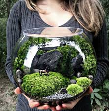 Bio Bowl Terrarium With Organic Woodland Plants Alternative Landscapingwithrocks Terrarium Bowls Miniature Garden Terrarium
