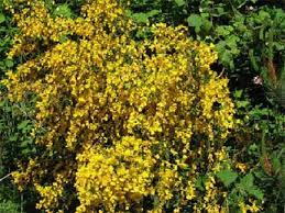 We did not find results for: Yellow Flowers