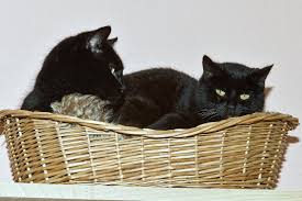 Contact katzen suchen ein zuhause on messenger. Tierheim Dessau Diese Katzen Suchen Ein Neues Zuhause Mz De