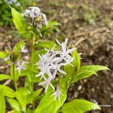 Image result for Tabernaemontana