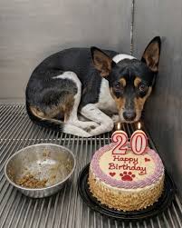 A dog's unhappy birthday in a shelter
