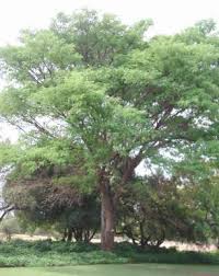 Image result for Dicoma galpinii