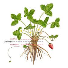 In early spring, dig small holes every 24 in the rows. Guide To Growing Strawberries Varieties And Propagation Planting Caring Harvesting And Preserving Mother Earth News