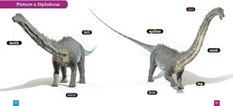 Image result for Diplorhynchus