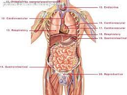 It's worth noting that some men have been known to lactate, and men can get breast cancer. Pin On Recipe S