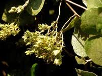 Image result for Ipomoea tenuirostris