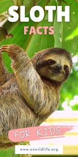 Sloth Facts For Kids On Wildlife Podcast Sloth Facts Facts For Kids Animal Facts For Kids