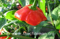 Перец острый бразильская морская звезда (red brazilian starfish). Brazilian Starfish Chile Pepper Database