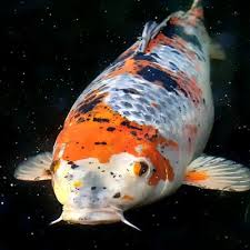 They are seldom found, so the effect is rare and special when it happens. How To Make Koi Grow Faster Maximize Koi Growth Pond Informer