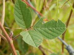 Image result for Desmodium intortum