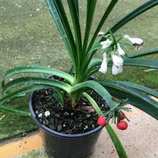 Image result for Cryptostephanus