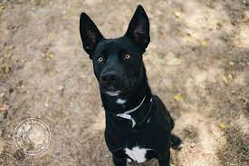 4.9 out of 5 stars 481. Shepherd Mix German Shepherd Mix Labrador Puppy Labrador Puppy Training