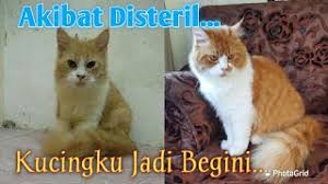 Menurut hukum islam sterilisasi kucing diperbolehkan asal bertujuan untuk kebaikan kucing dan manusia. Best Of Kucing Dikebirifalse Free Watch Download Todaypk