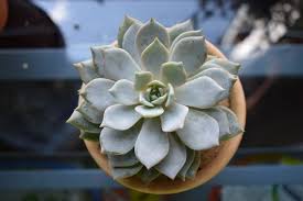 I'm a super unique succulent with tiny green leaves that are tightly stacked around my long stems, giving me the nickname watch chain. What Is The White Stuff On My Succulents Succulents Grower